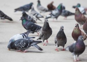 Birds in a sidewalk