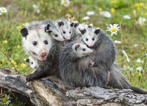opossums sitting in a branch