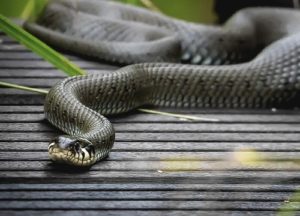 Snake on a yard
