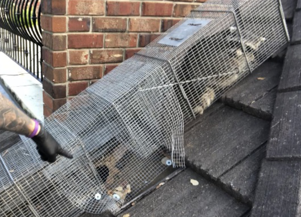 Raccoon caught in Havahart trap just outside hole in roof