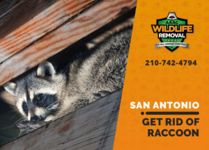 get rid of raccoon san antonio