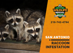infested by raccoons san antonio