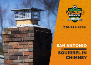 squirrel stuck in chimney san antonio