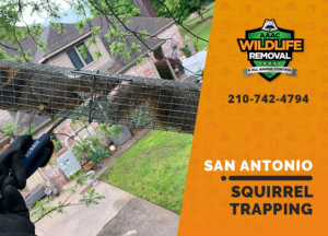 squirrel trapping program san antonio