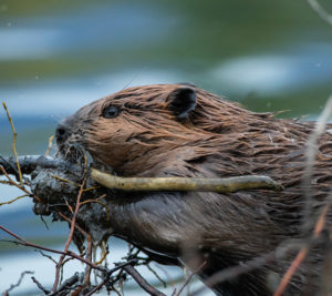 Beaver chewing sticks