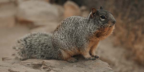 fat ground squirrel in arizona