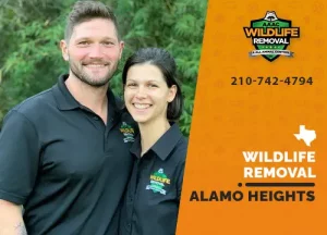 Alamo Heights Wildlife Removal professional removing pest animal