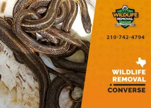 Converse Wildlife Removal professional removing pest animal