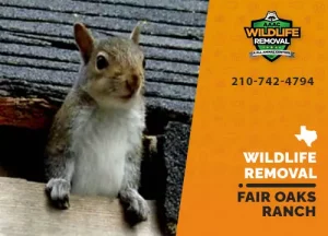 Fair Oaks Ranch Wildlife Removal professional removing pest animal