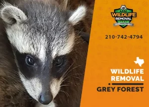 Grey Forest Wildlife Removal professional removing pest animal