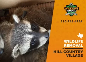Hill Country Village Wildlife Removal professional removing pest animal