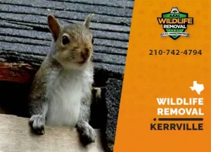 Kerrville Wildlife Removal professional removing pest animal
