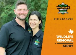 Kirby Wildlife Removal professional removing pest animal