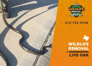 Live Oak Wildlife Removal professional removing pest animal