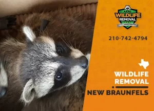 New Braunfels Wildlife Removal professional removing pest animal