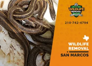 San Marcos Wildlife Removal professional removing pest animal