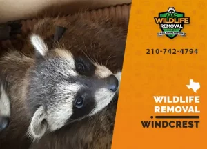 Windcrest Wildlife Removal professional removing pest animal