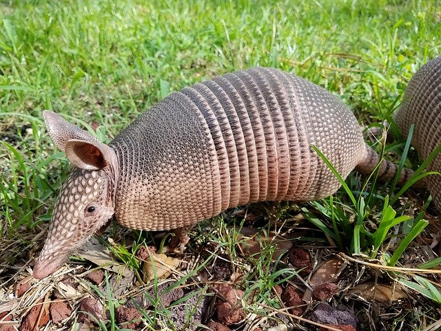 Can You Catch Leprosy from Armadillos?